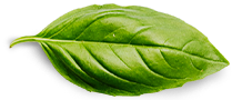 Rekrutacja Basil Leaf